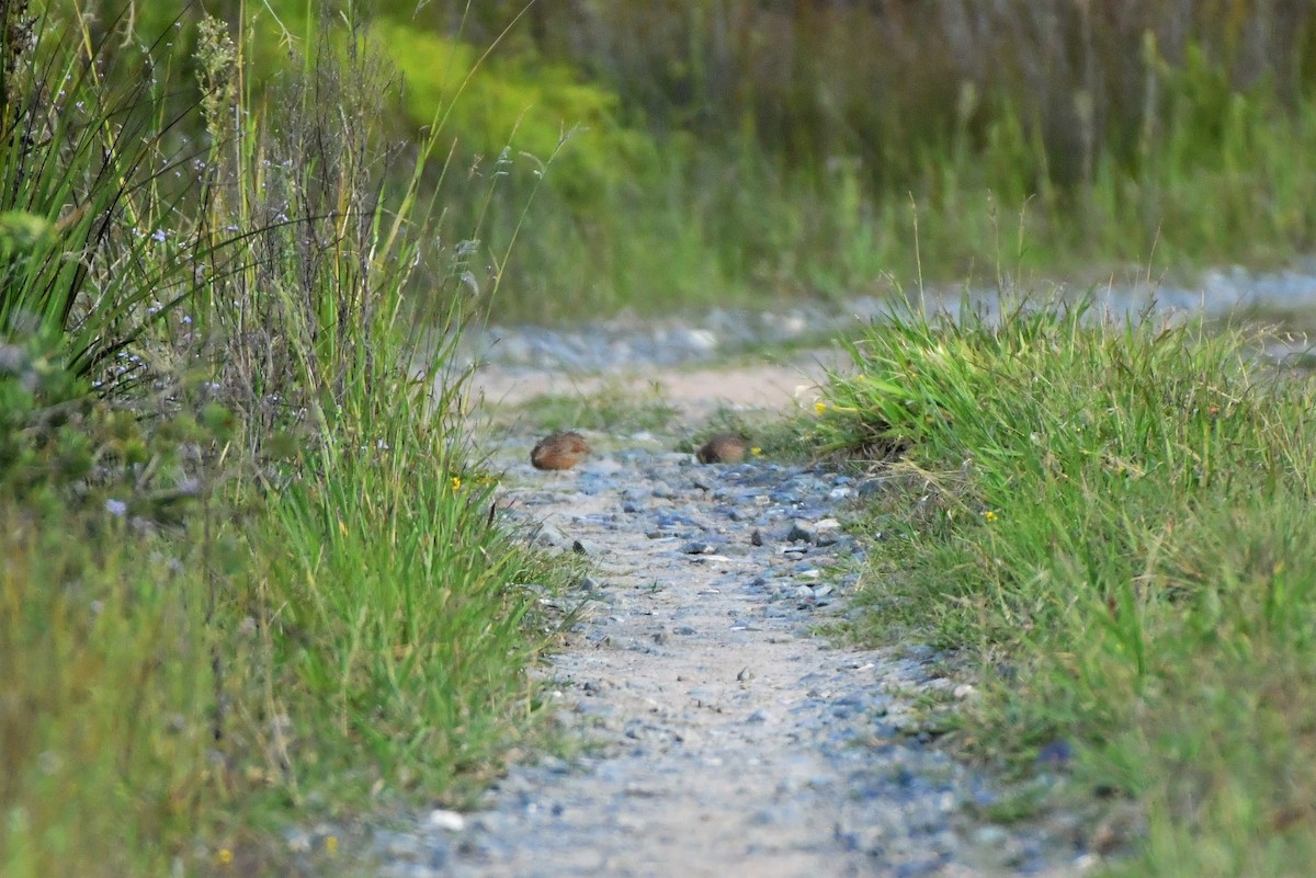 Brown Quail - ML303867791