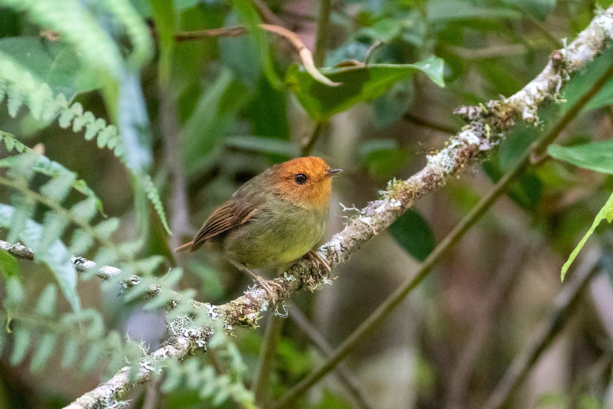 Rufous-headed Pygmy-Tyrant - Thibaud Aronson