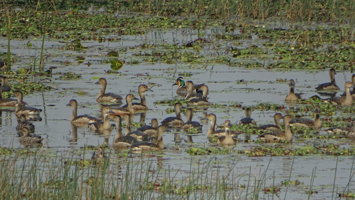 Baikal Teal - ML303870601