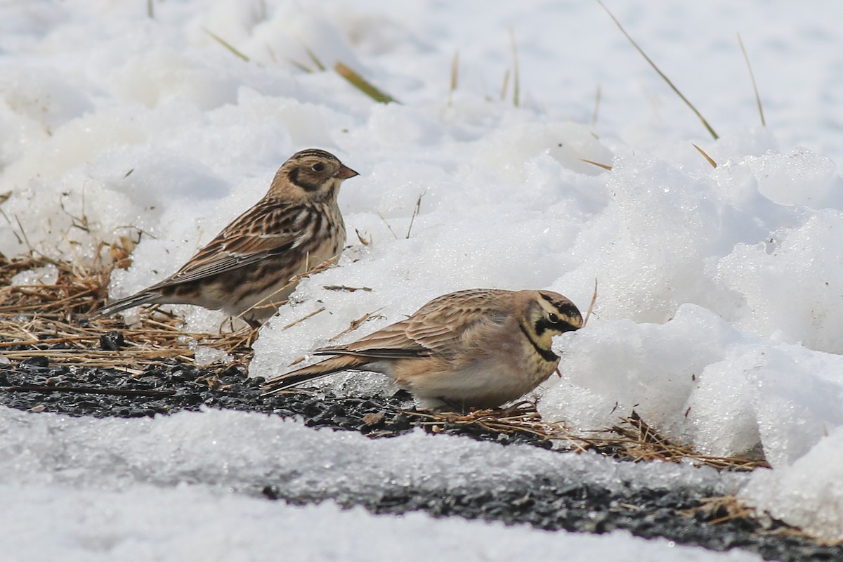 Lapland Longspur - Baxter Beamer