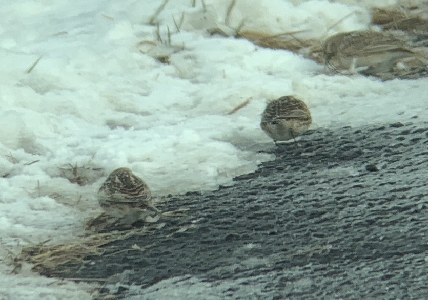 Lapland Longspur - Bert Harris