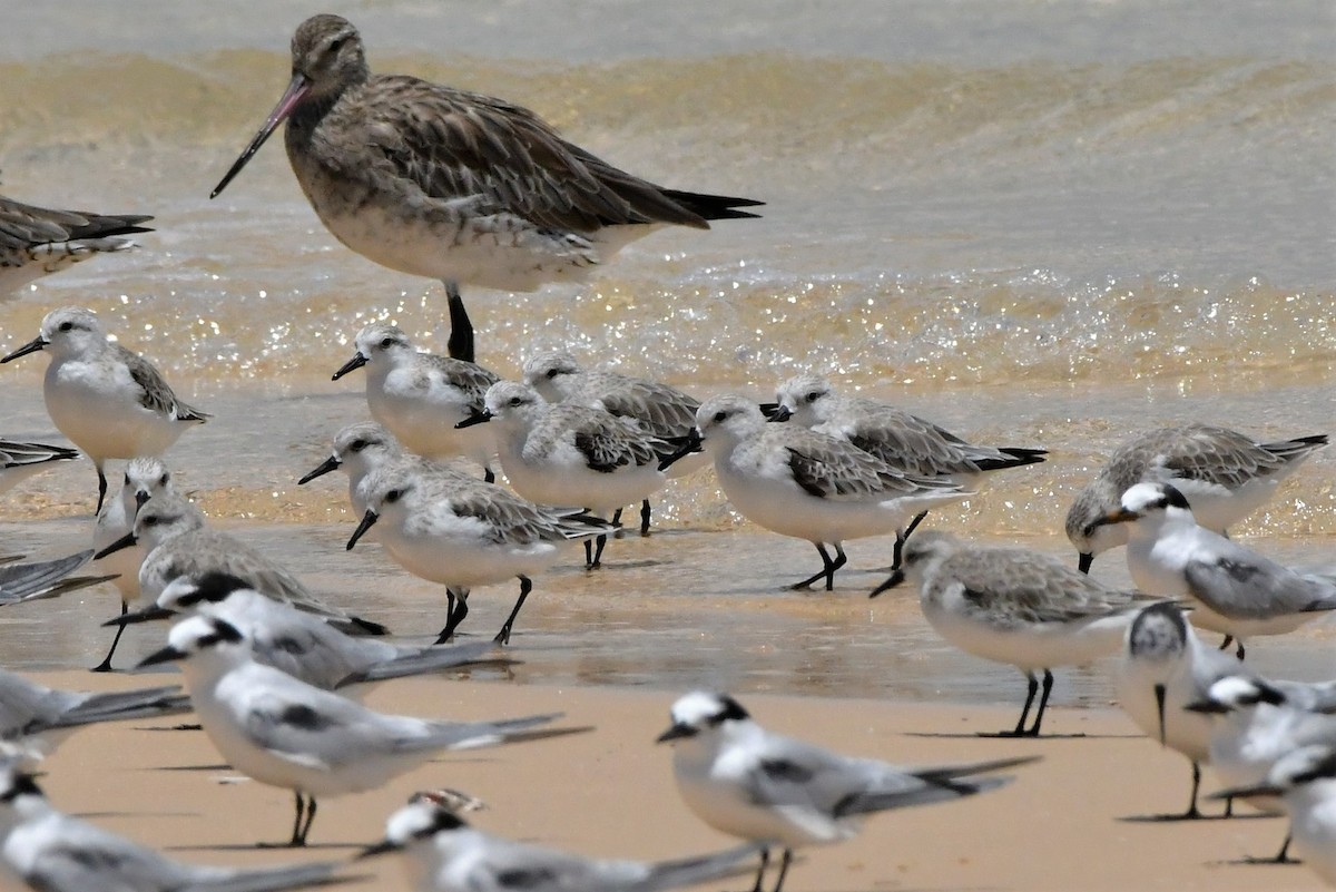 Bécasseau sanderling - ML303871651