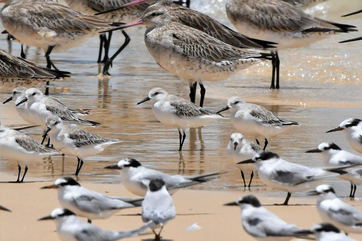 Sanderling - Sam Adams