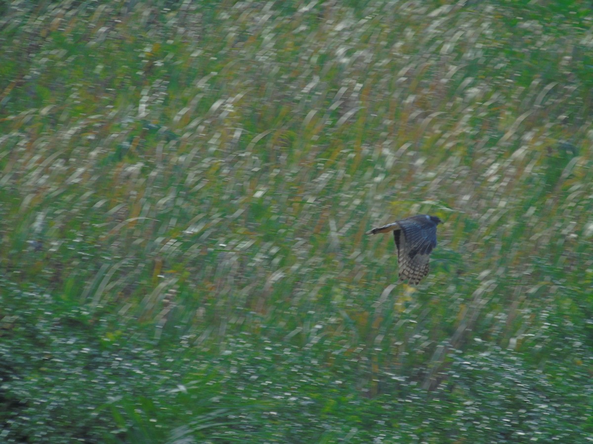 Long-winged Harrier - ML303873701