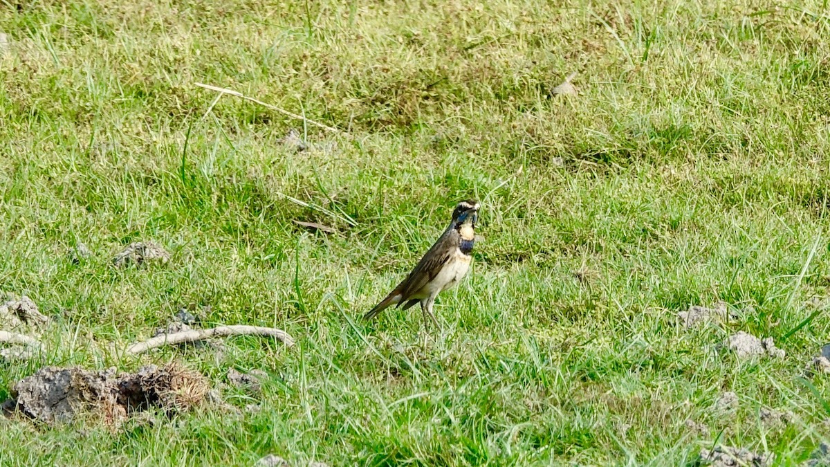 Bluethroat - ML303875301