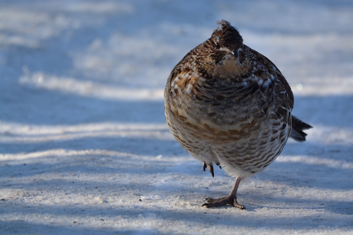 Ruffed Grouse - ML303875501