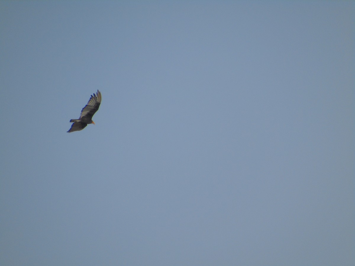 Lesser Yellow-headed Vulture - ML303876351
