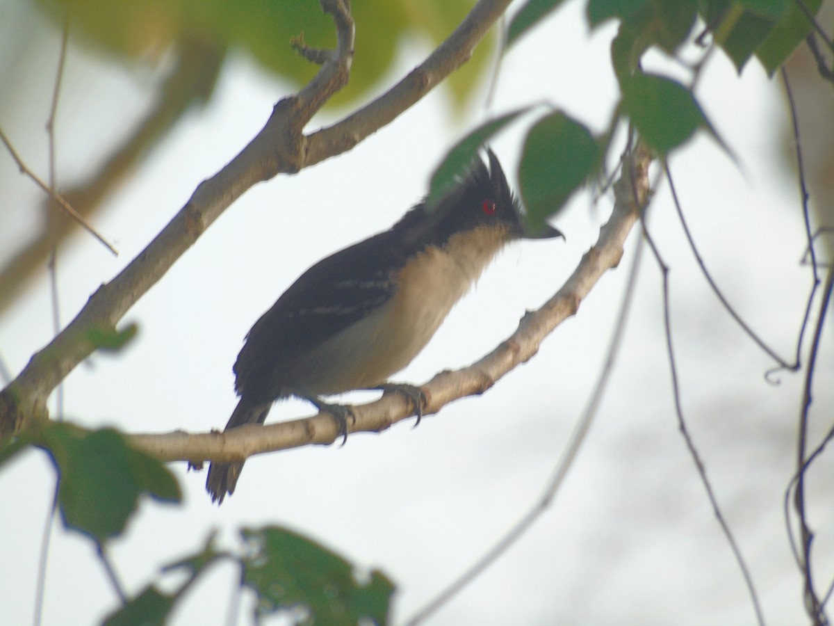 Great Antshrike - ML303876451