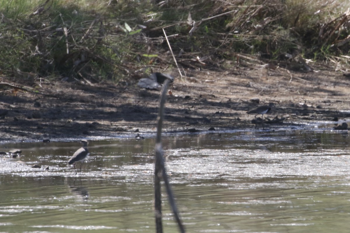 Southern Lapwing - ML303876601