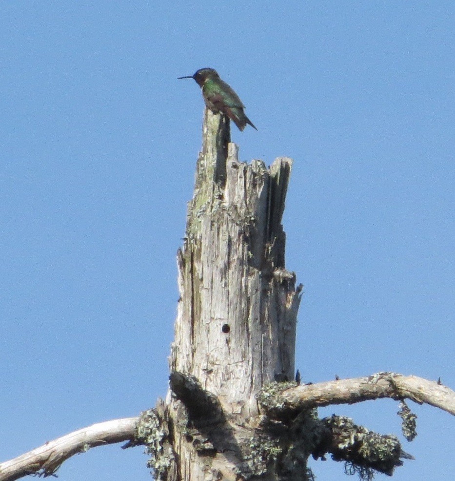 Colibrí Gorjirrubí - ML30387731