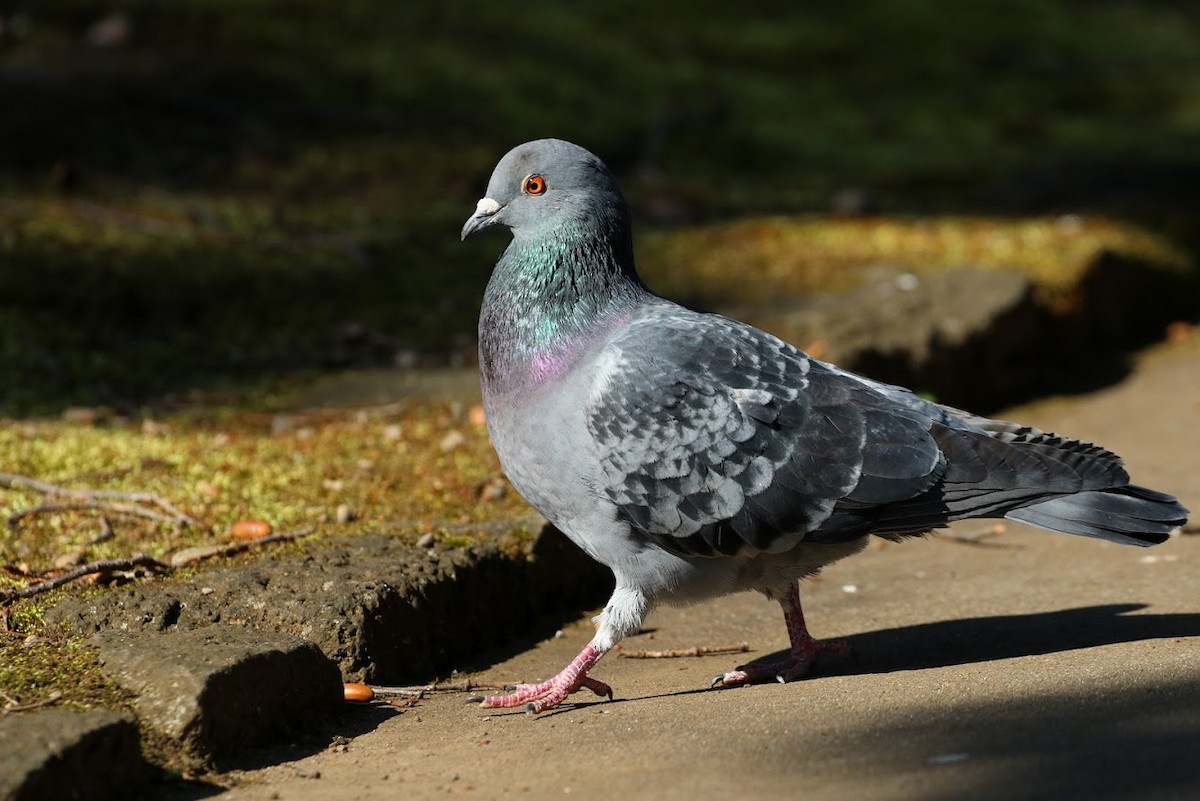 Rock Pigeon (Feral Pigeon) - ML303877871