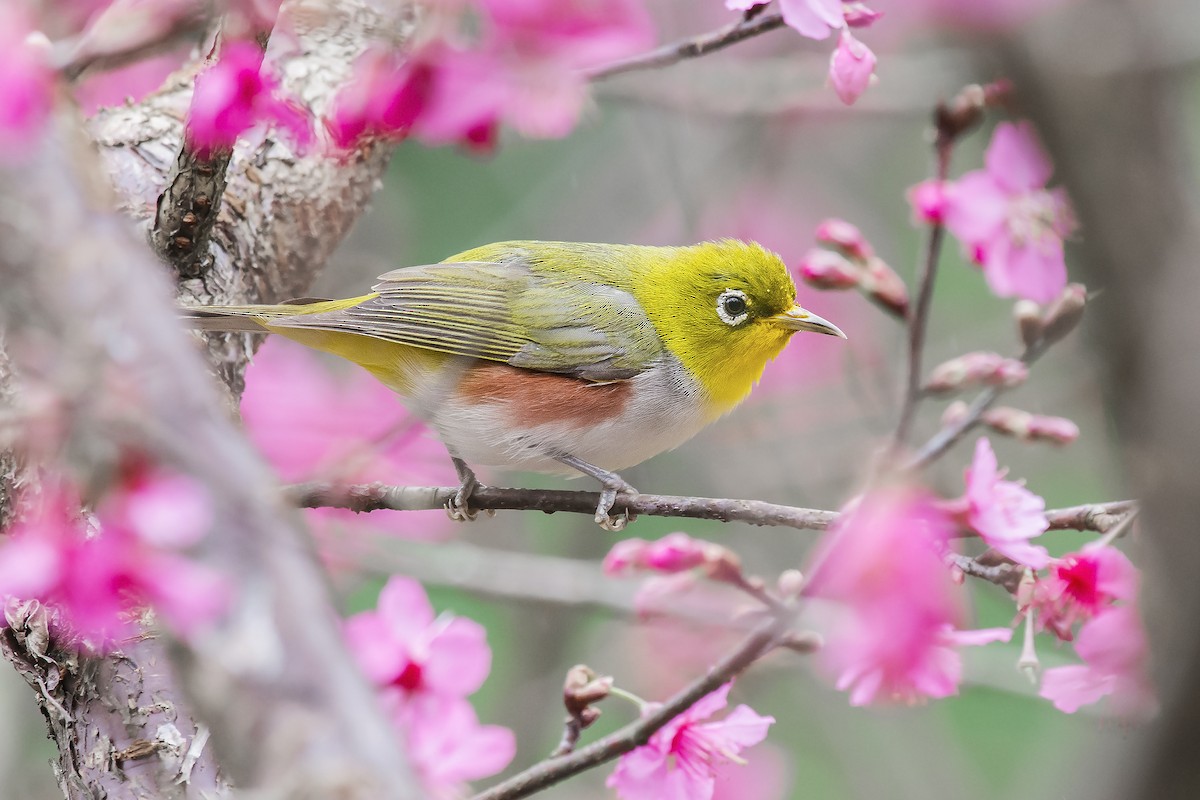 Chestnut-flanked White-eye - ML303880581