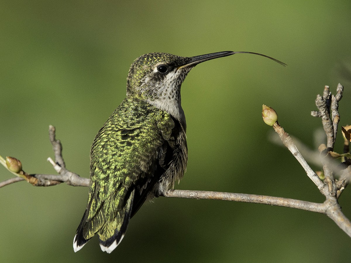 Juvenile