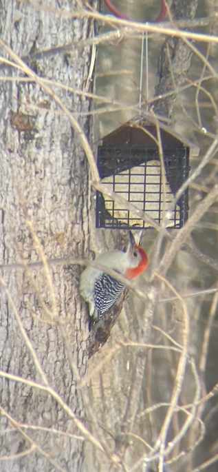Red-bellied Woodpecker - ML303886971