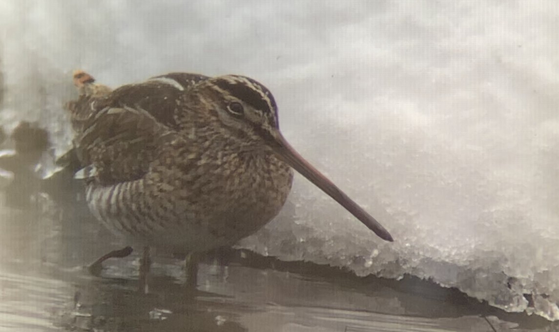 Wilson's Snipe - ML303887641