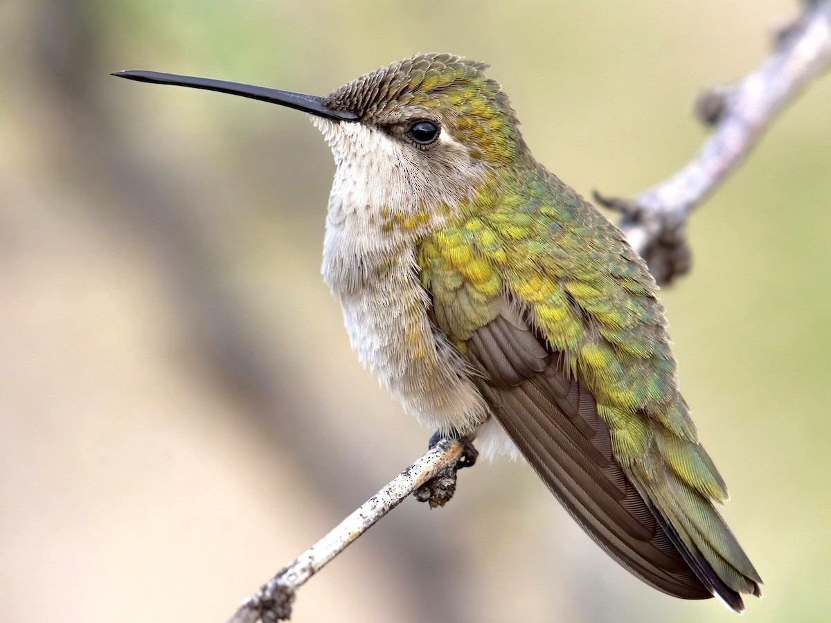 Female/immature male