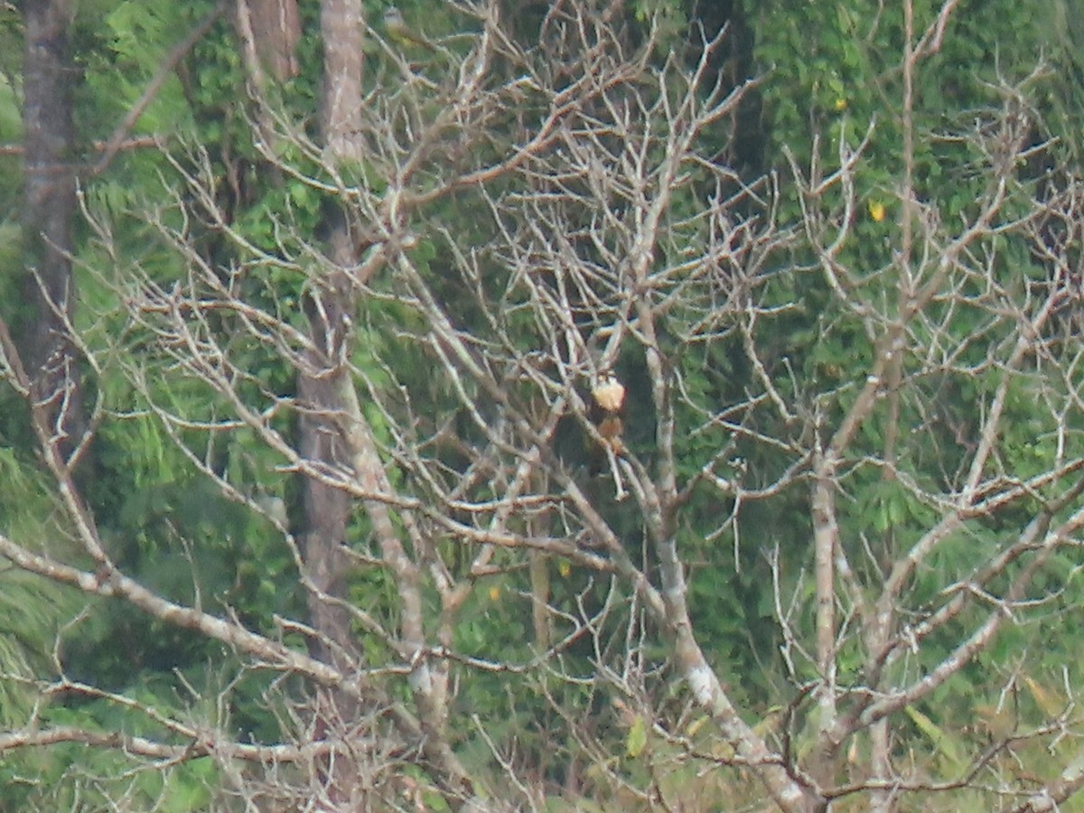 Aplomado Falcon - ML303888261