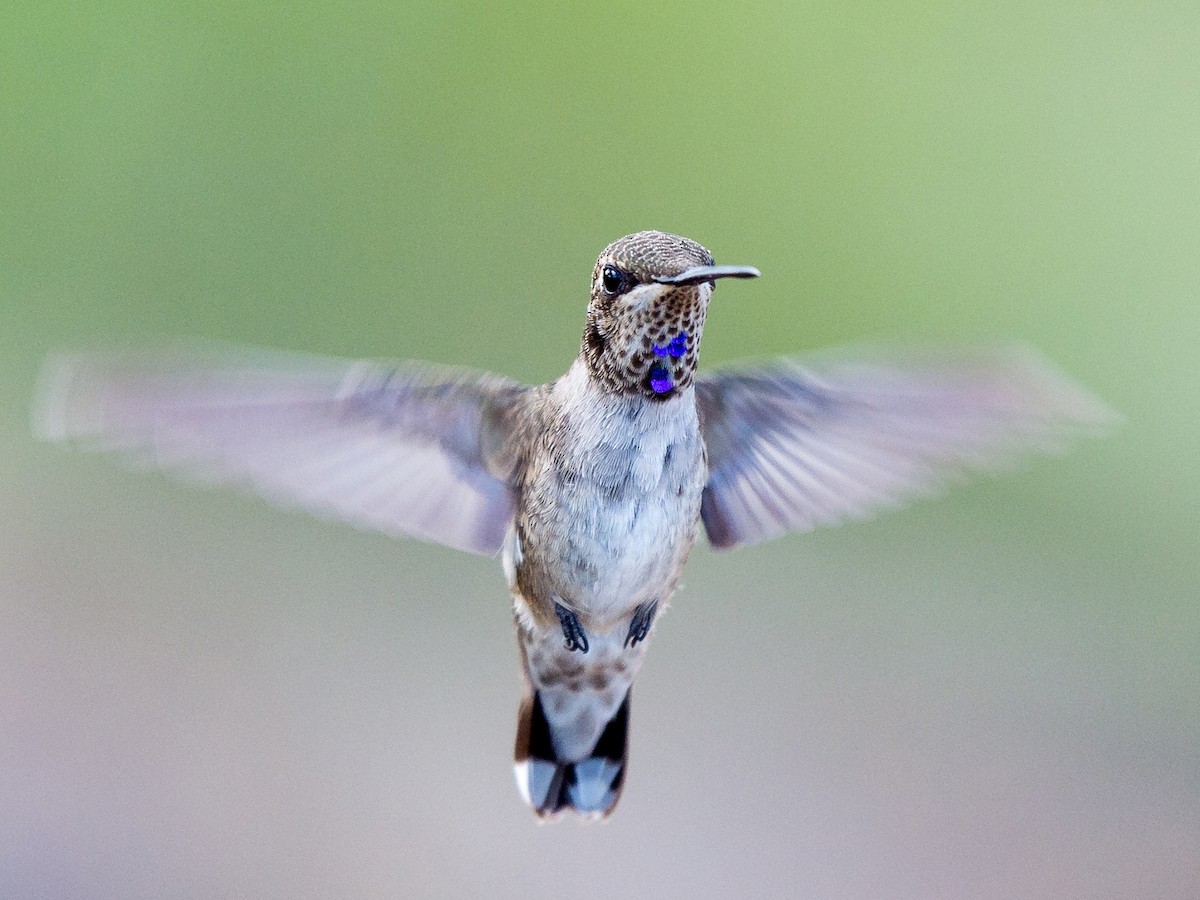 Immature male