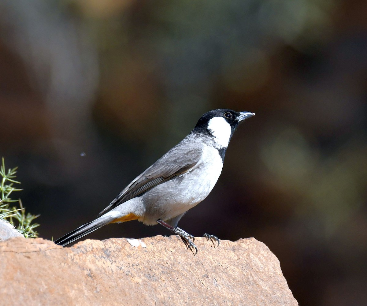 Bulbul Orejiblanco - ML303888441