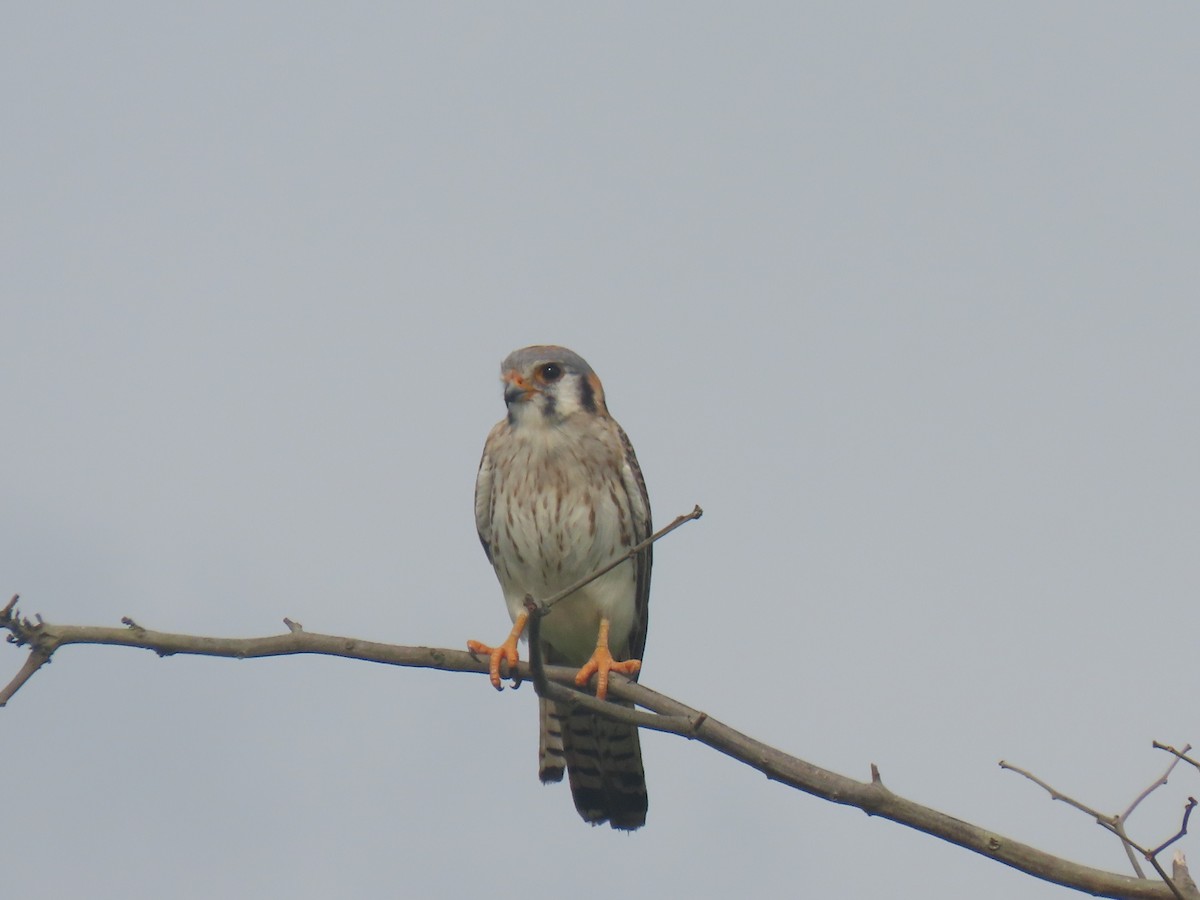 American Kestrel - ML303888541