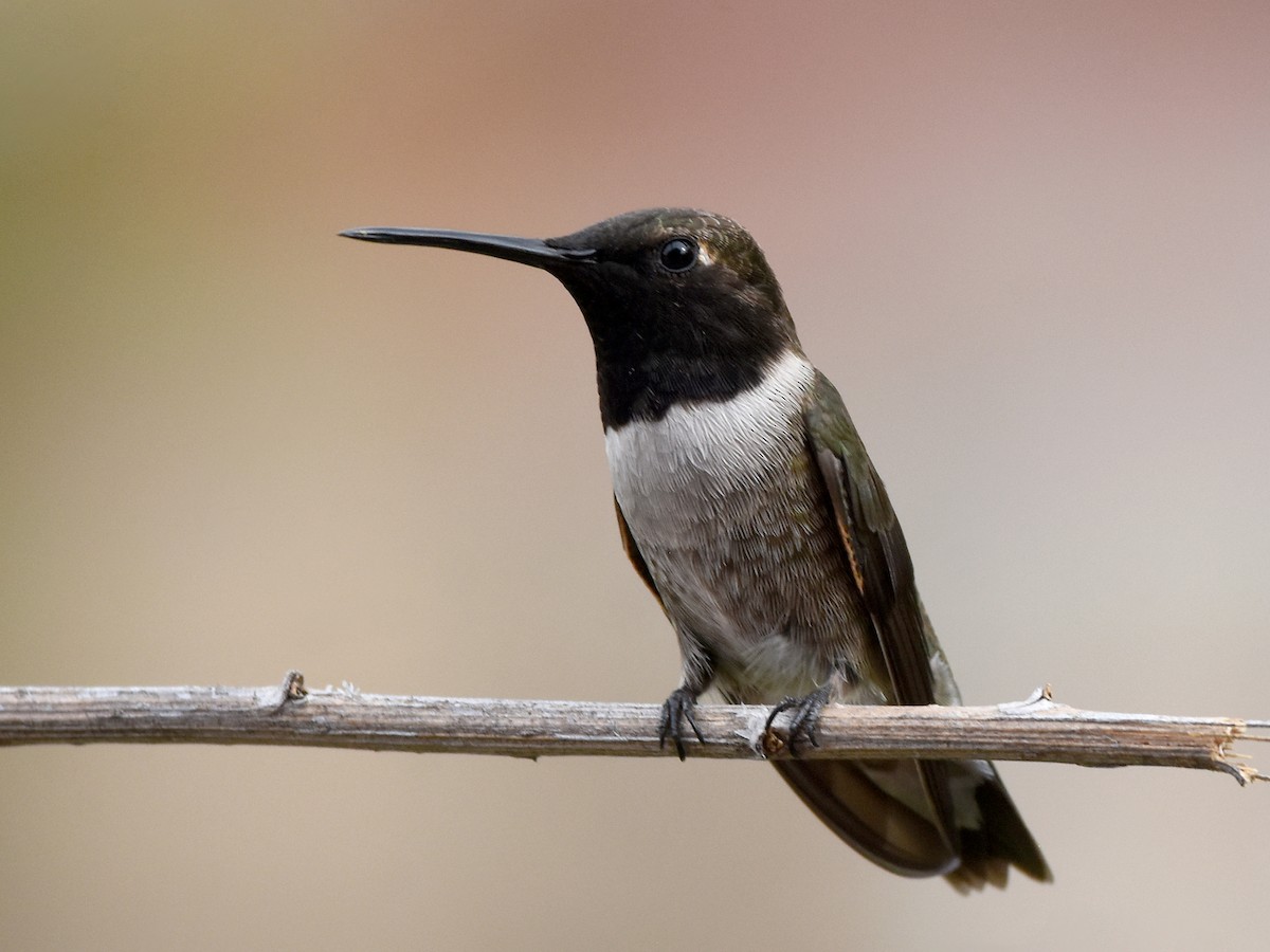Adult male