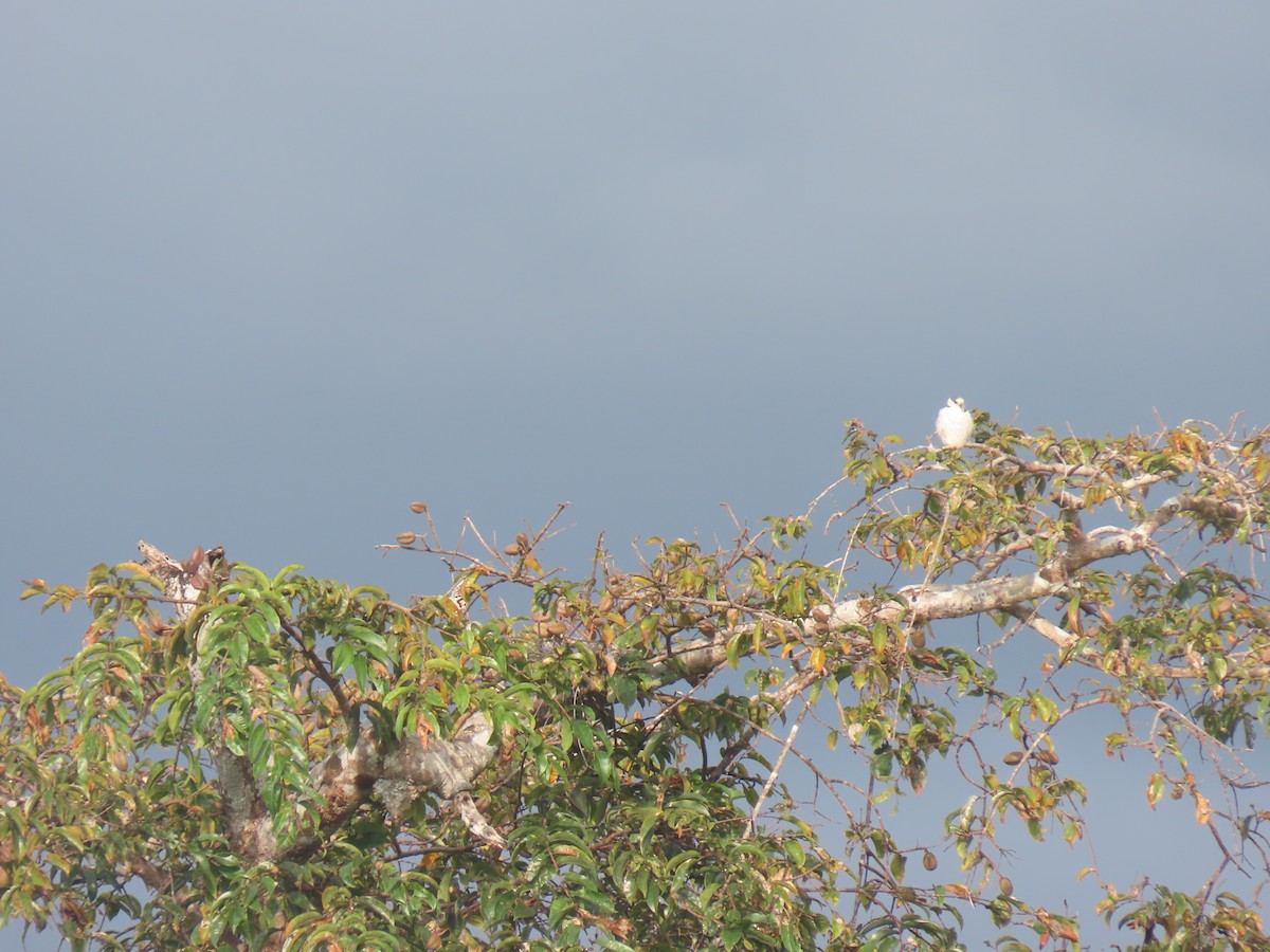 Pearl Kite - ML303888781