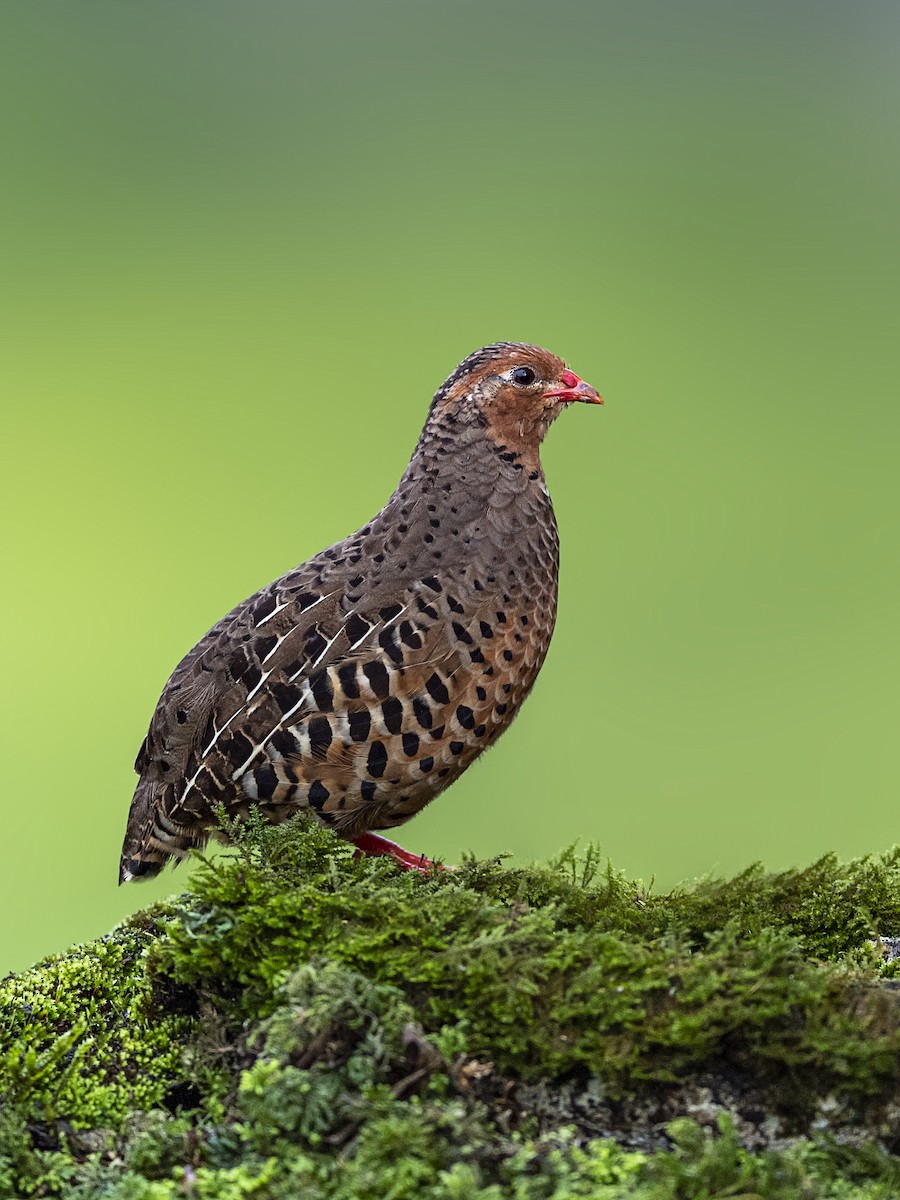 Painted Bush-Quail - ML303889311