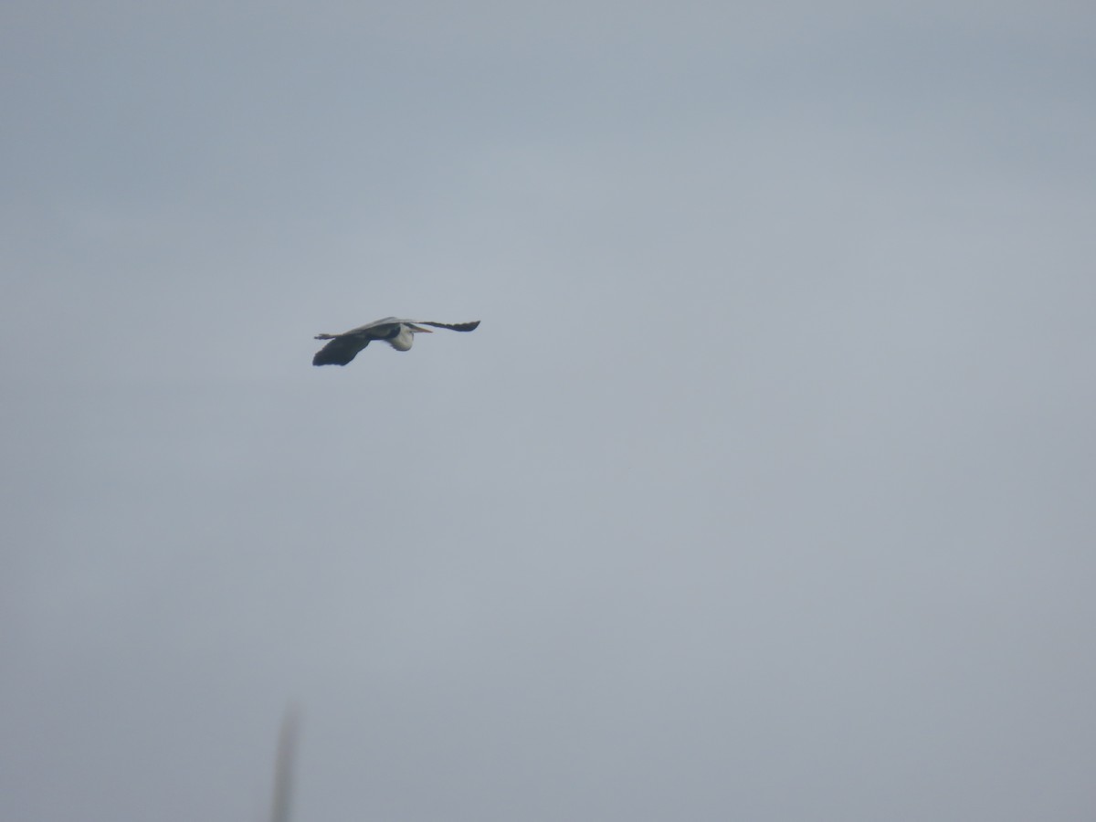Cocoi Heron - ML303890041
