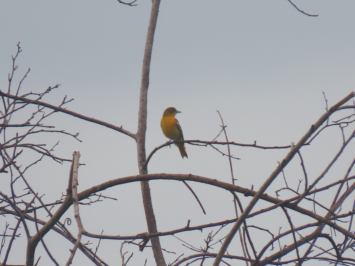 Baltimore Oriole - ML303890231