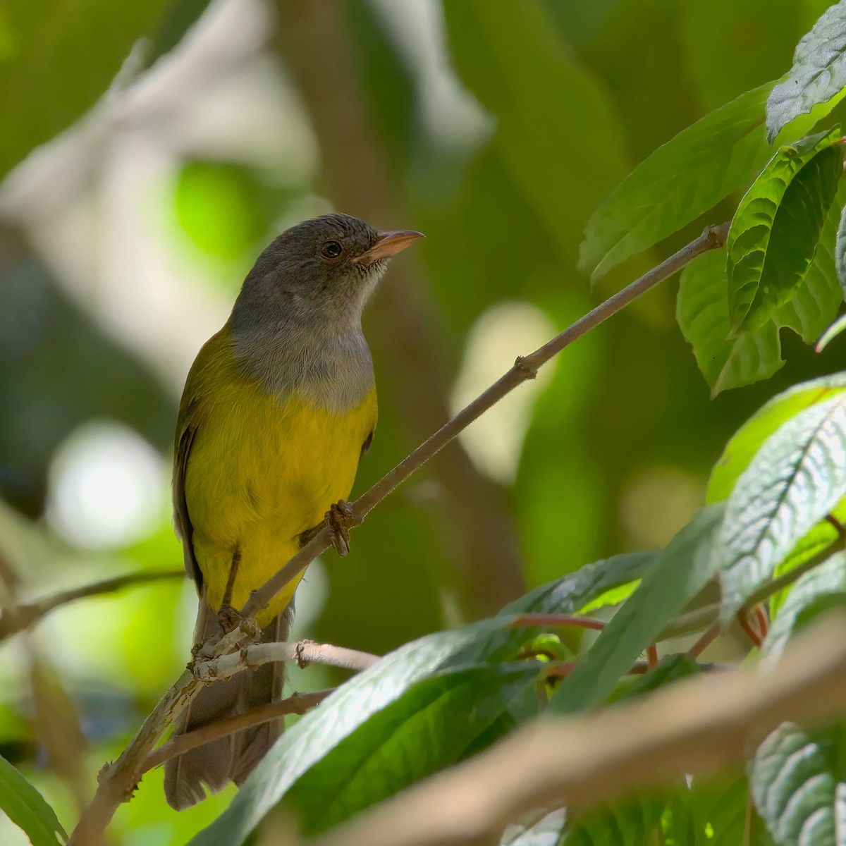 Gray-hooded Bush Tanager - Pedro Bernal