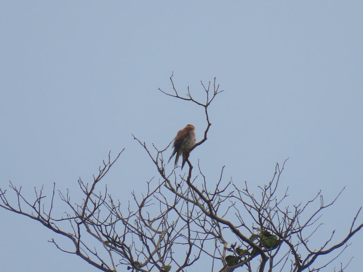 American Kestrel - ML303891071