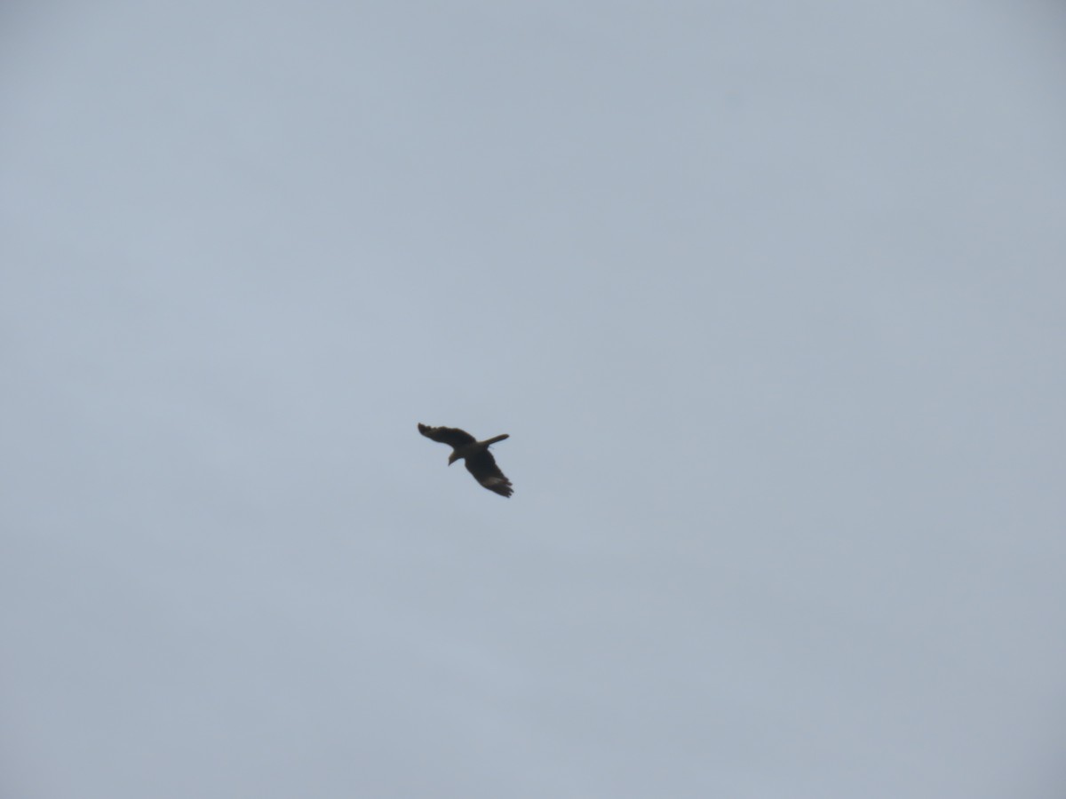 Yellow-headed Caracara - ML303891191