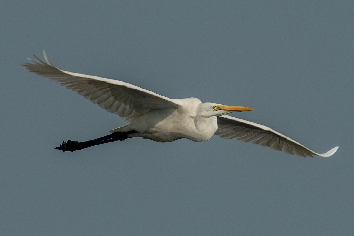 Great Egret - ML303891231