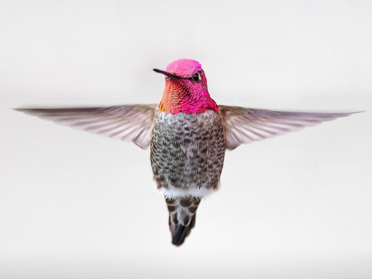 Adult male