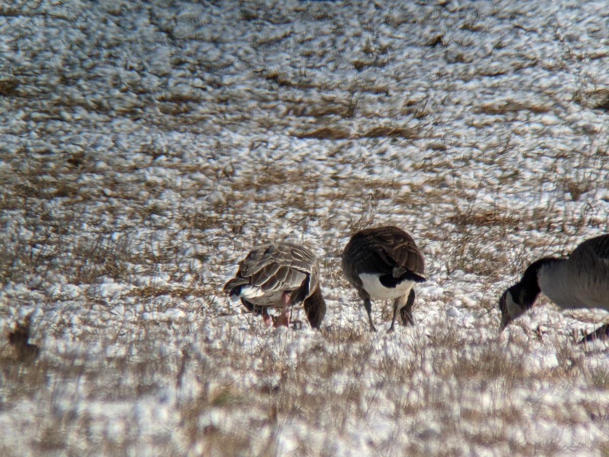 Pink-footed Goose - ML303891411