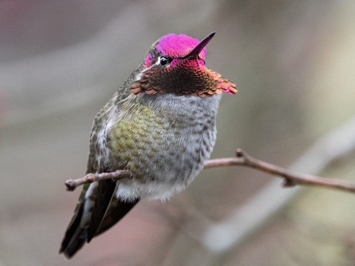 Adult male