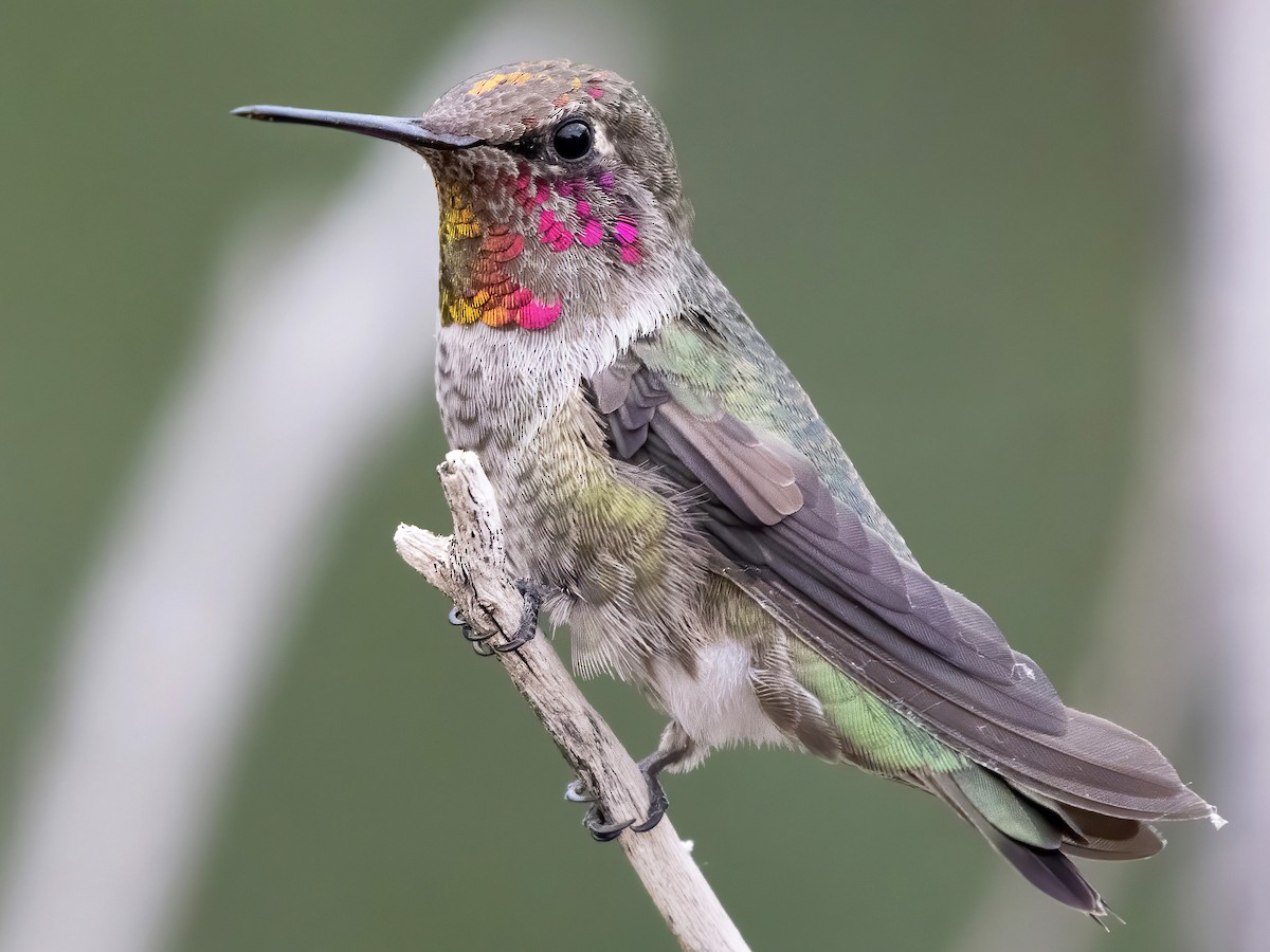 Immature male
