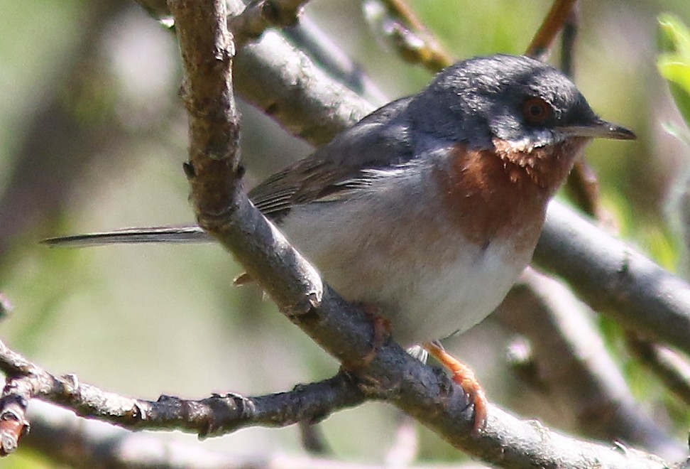 Curruca Carrasqueña Oriental - ML303892571