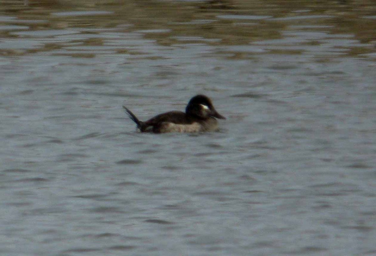 Ruddy Duck - ML30389261