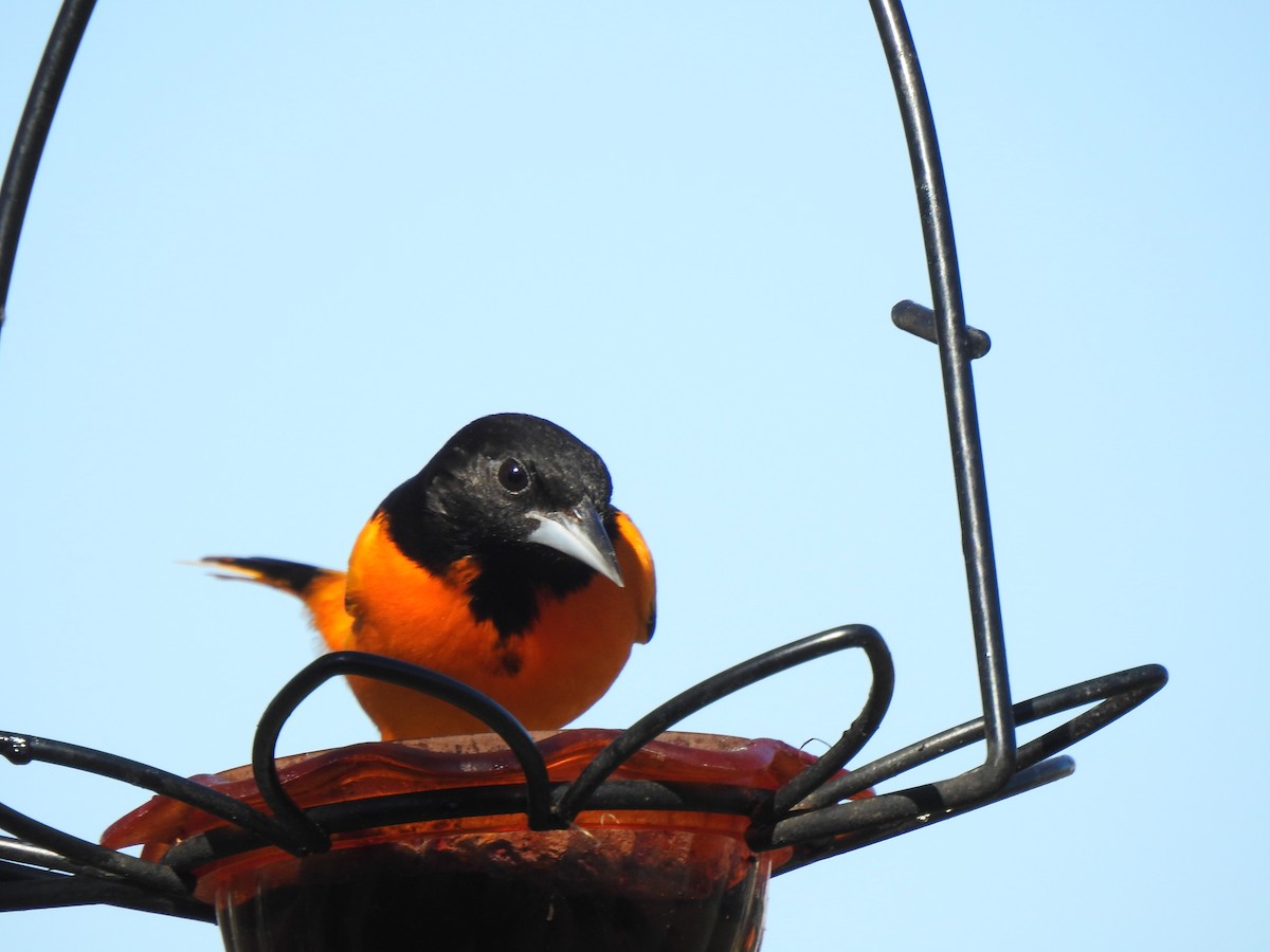 Baltimore Oriole - ML303893341