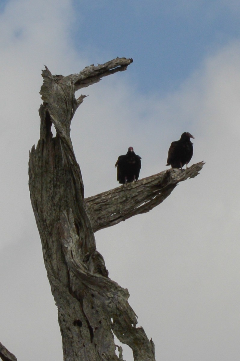 Black Vulture - Salvador Drusin