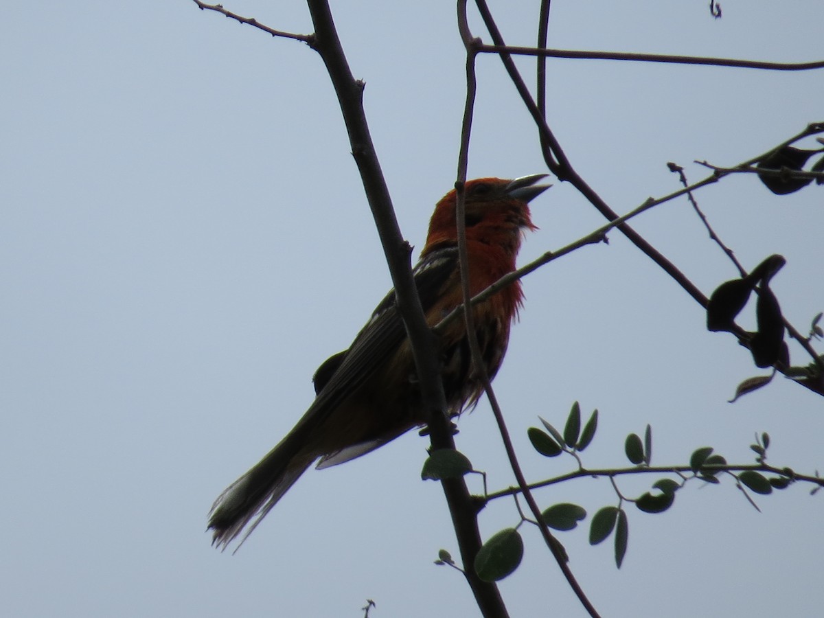 Flame-colored Tanager - ML30389391