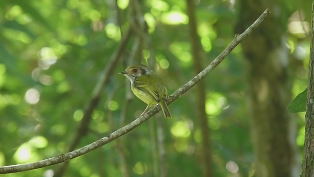 Eared Pygmy-Tyrant - ML303893921