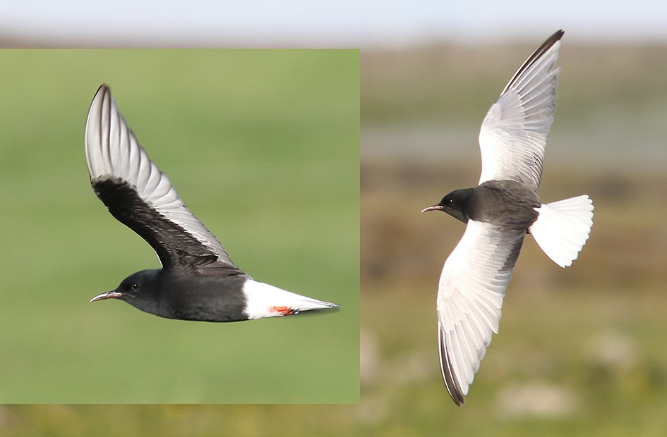 White-winged Tern - Brynjúlfur Brynjólfsson