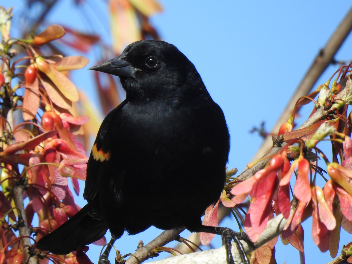 Red-winged Blackbird - ML303894131