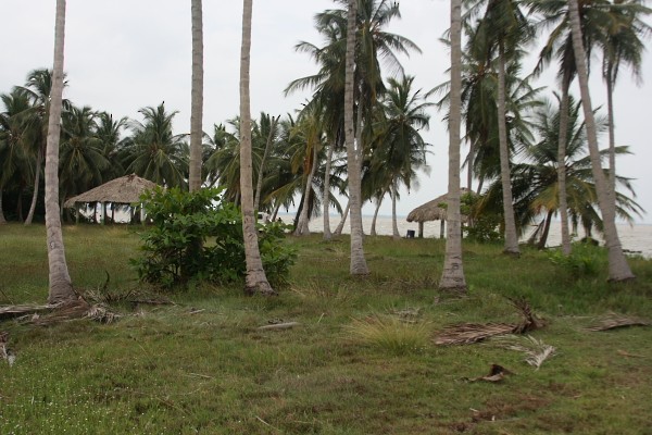 Águila Pescadora - ML303894281