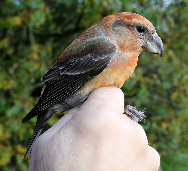 Parrot Crossbill - ML303896621