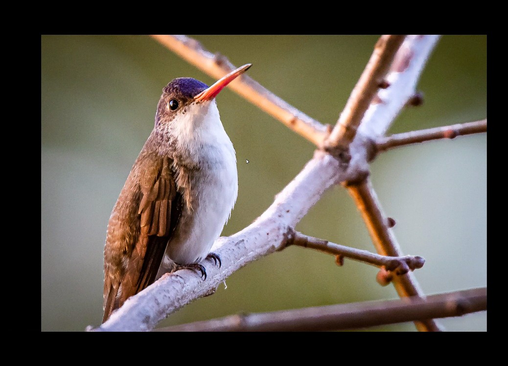 Violet-crowned Hummingbird - ML303897701