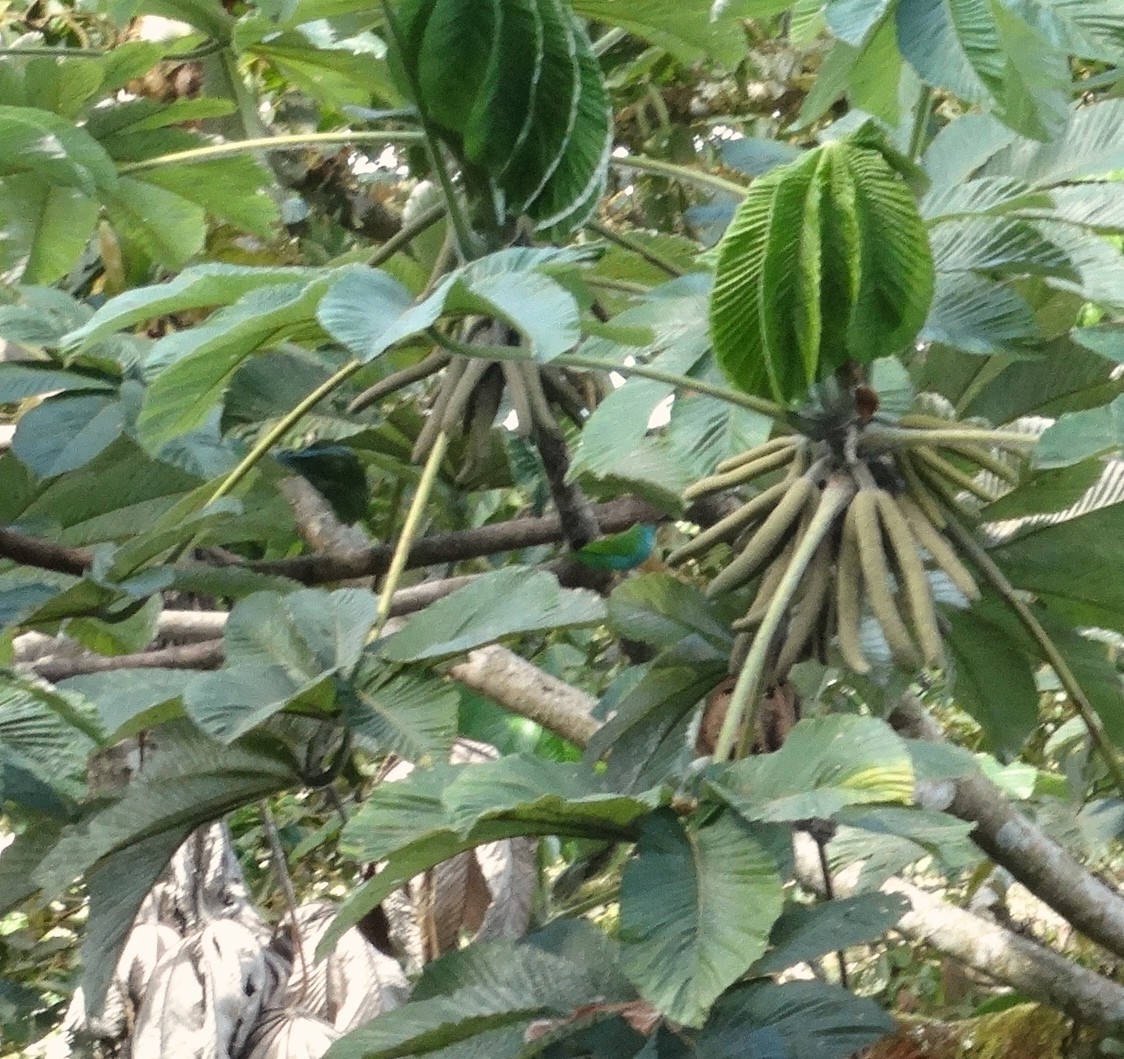 Bay-headed Tanager - ML303898041