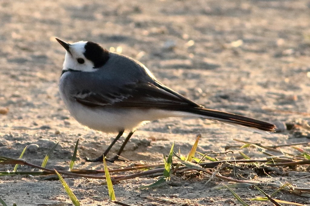 White Wagtail - ML303899371